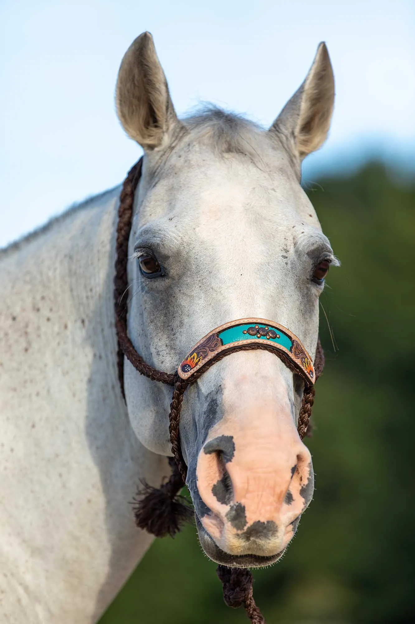 Mule Tape Halter with Flower Nose